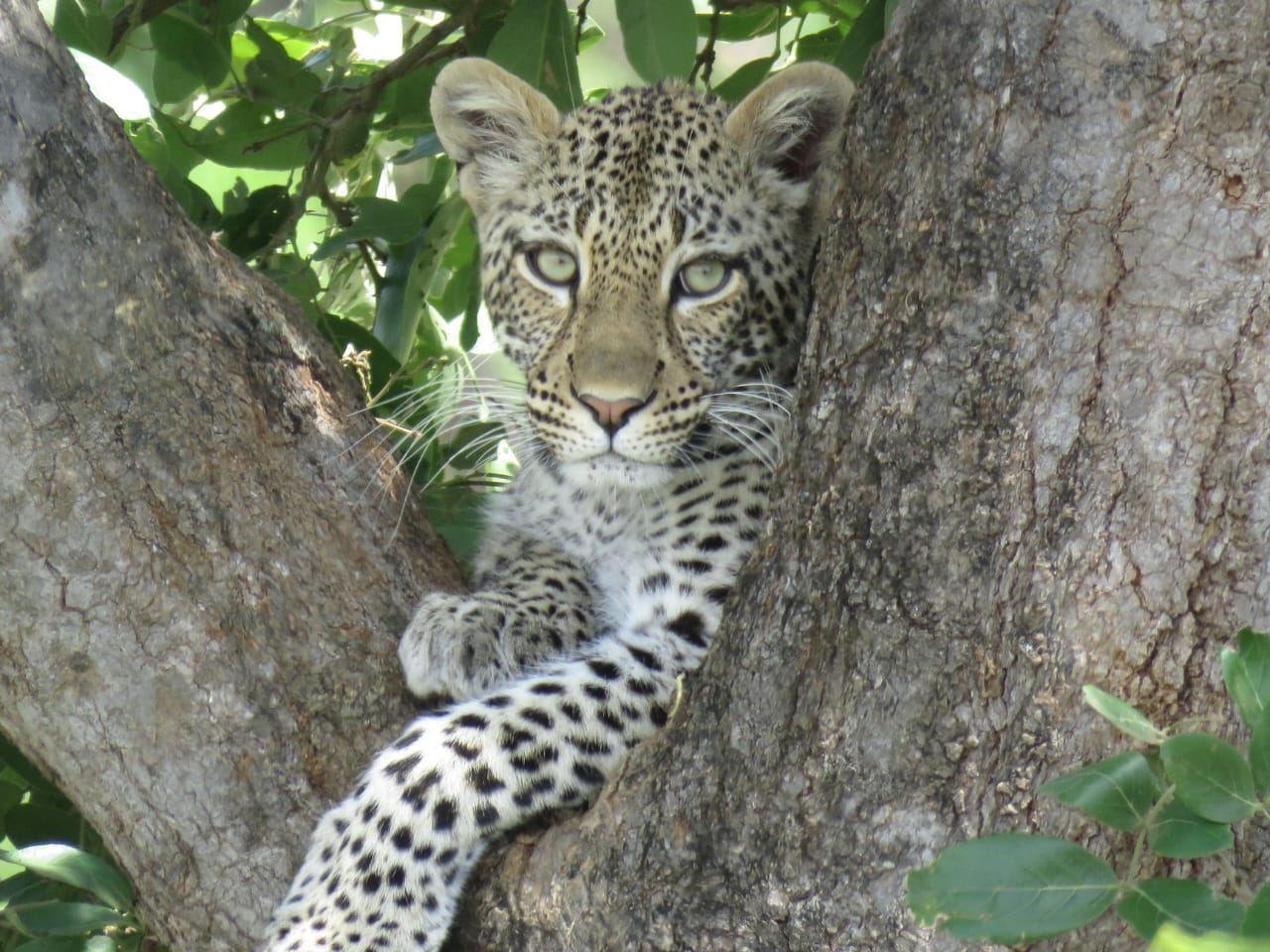 Leopard cub resting in a tree