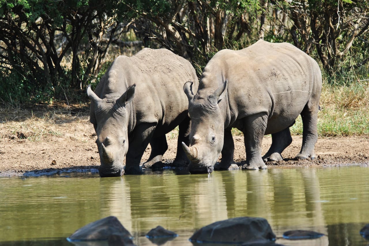 White rhinos drinking at a waterhole