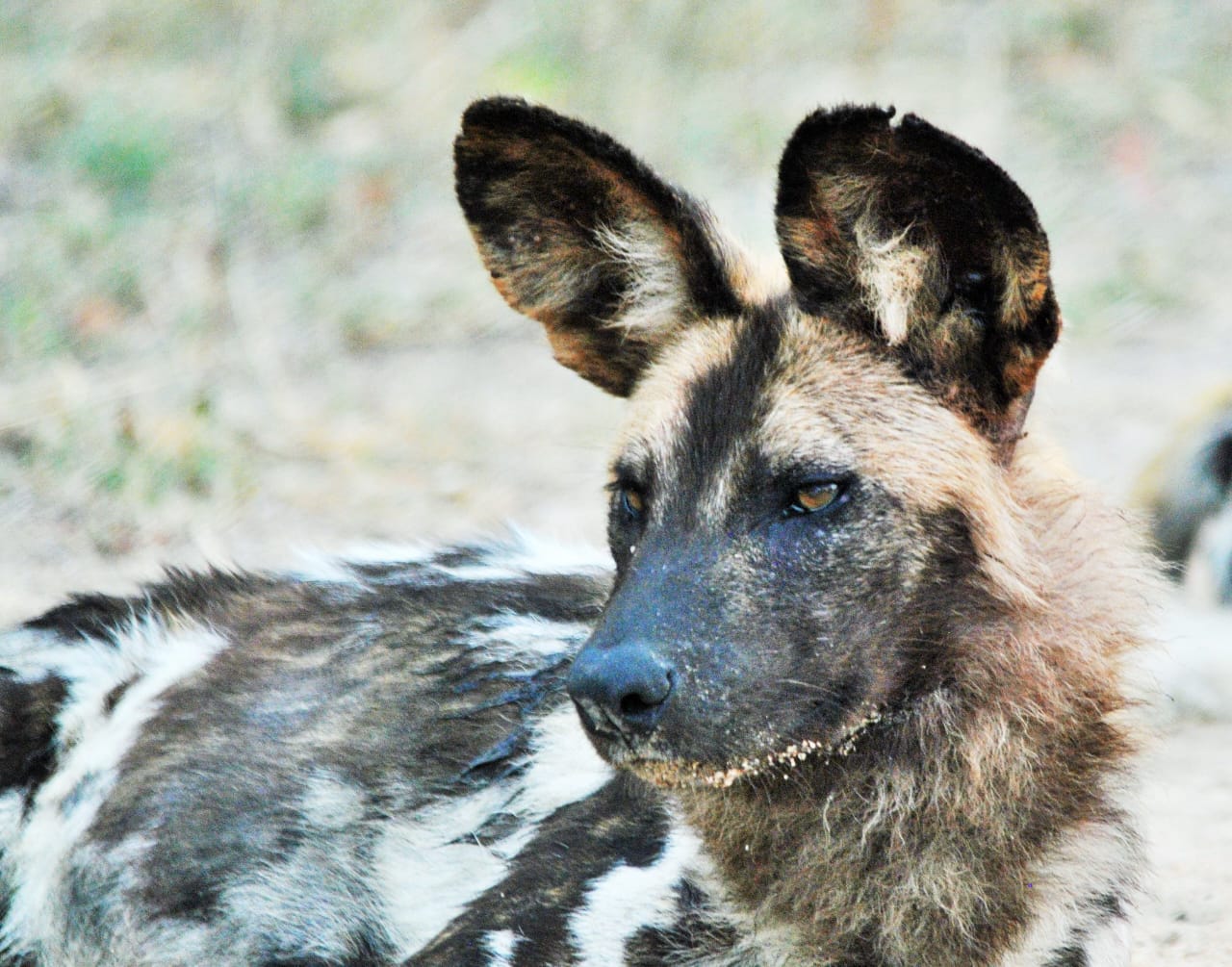 African wild dog portrait